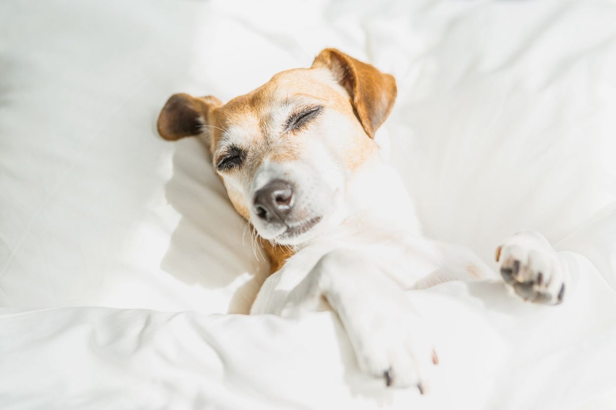 Dog relaxing on hotel bed, highlighting pet-friendly hotels near BNA Airport in Nashville.